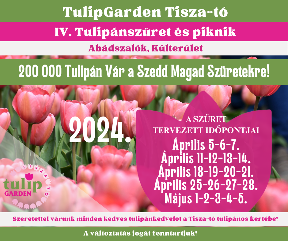 IV. Tulipánszüret és Piknik